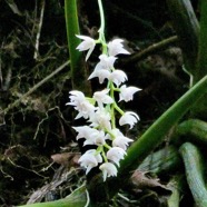 Polystachya cultriformis .orchidaceae. indigène Réunion..jpeg